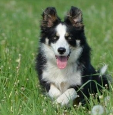 k9 dog training sydney