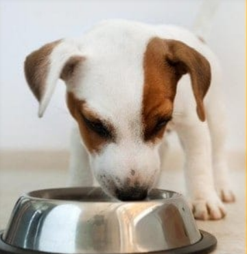 pet training and boarding
