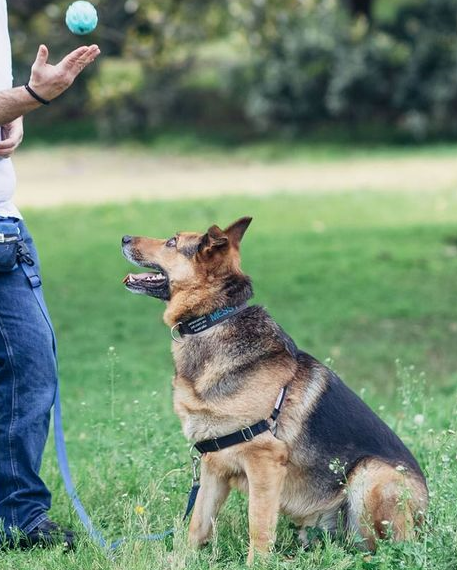 german shepherd training melbourne
